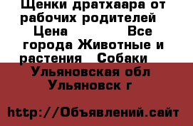 Щенки дратхаара от рабочих родителей › Цена ­ 22 000 - Все города Животные и растения » Собаки   . Ульяновская обл.,Ульяновск г.